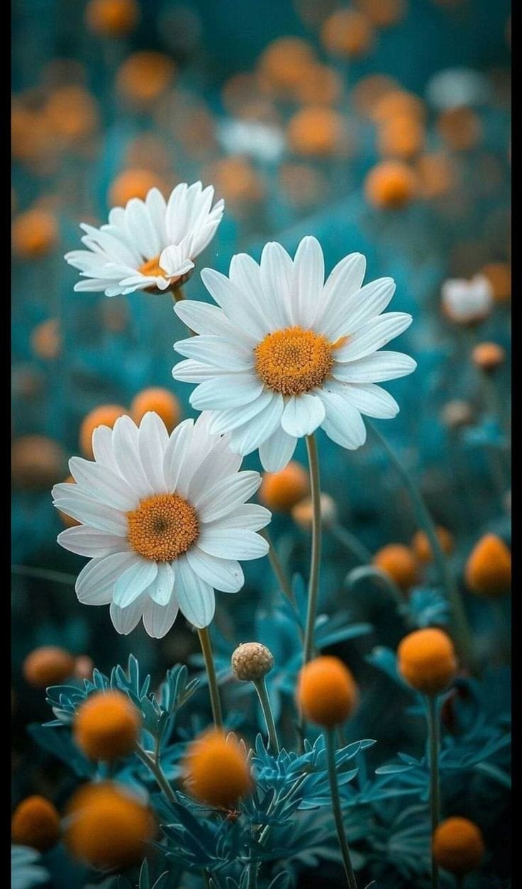 flower wallpaper flower wallpaper
