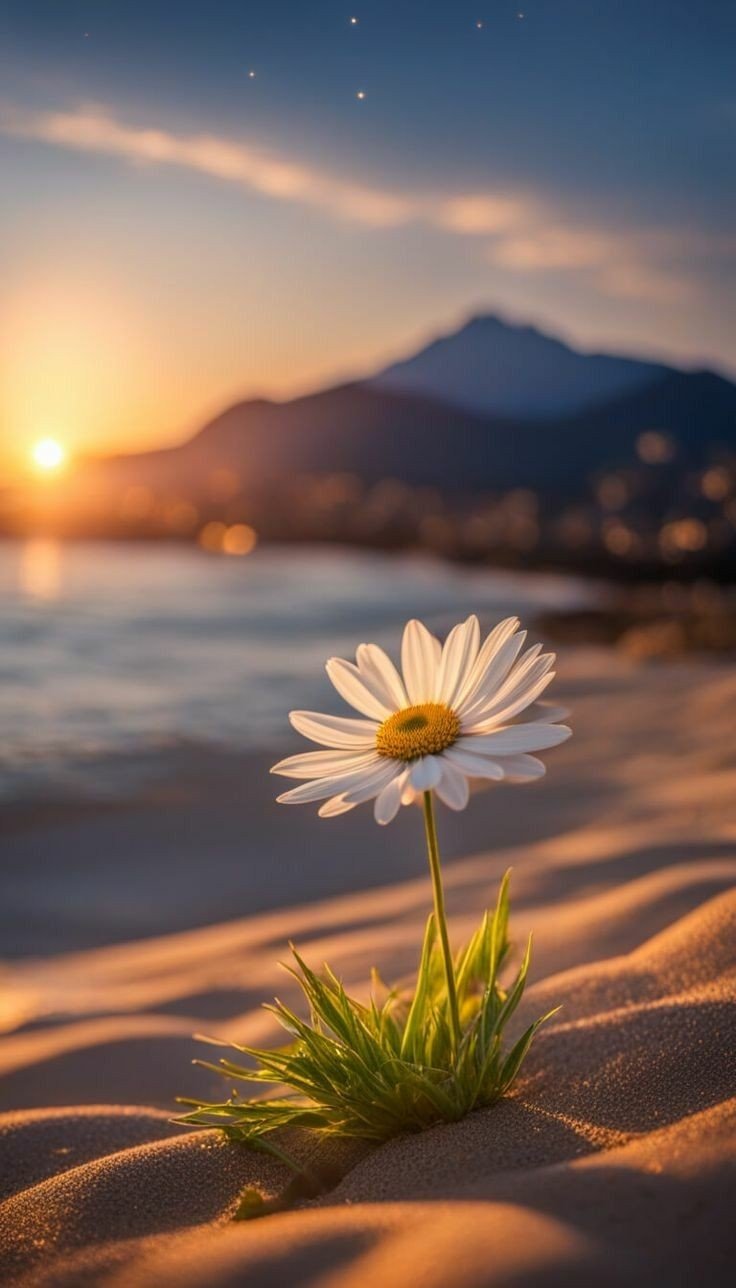 flower wallpaper flower wallpaper